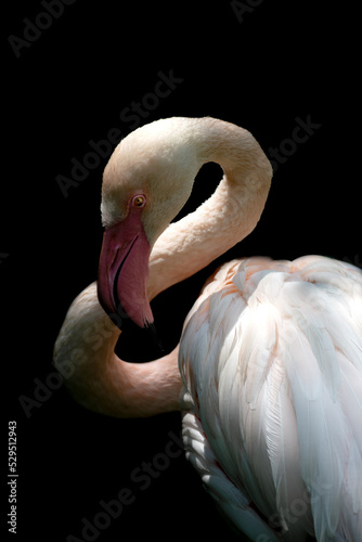Fototapeta Naklejka Na Ścianę i Meble -  A Flamingo On A Black Background