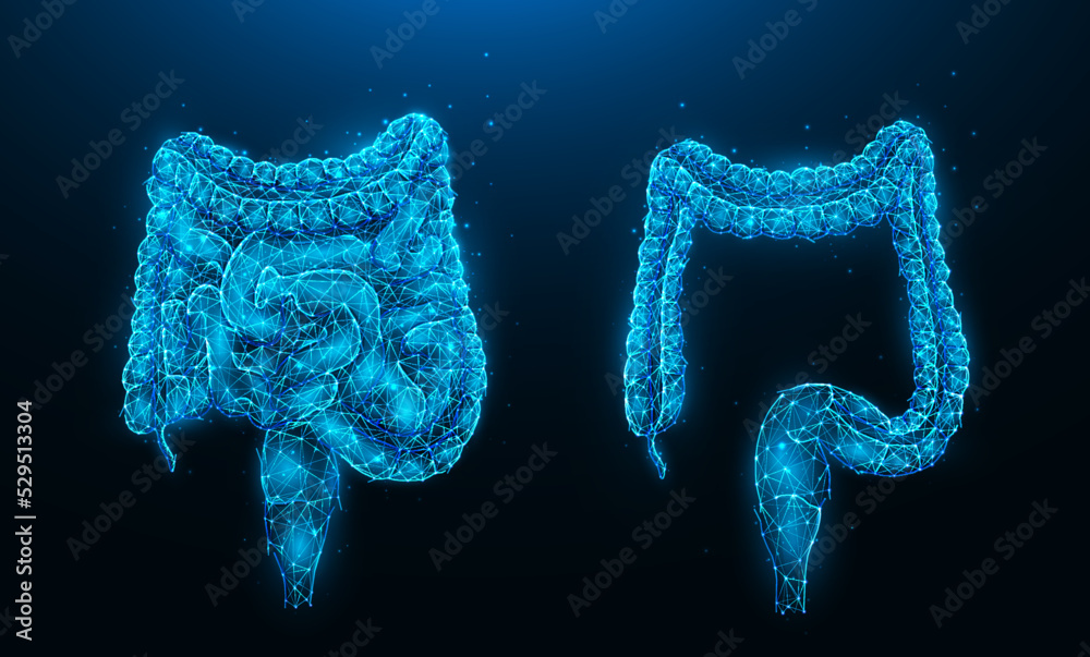 Polygonal vector illustration of human intestine and colon on dark blue ...