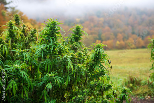 Hemp   Cannabis Plants 