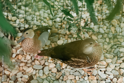 Portait of brown colour mandarin duck, looking to camera, one feet on the photo, water drops on body, on the stone, colorful picture photo