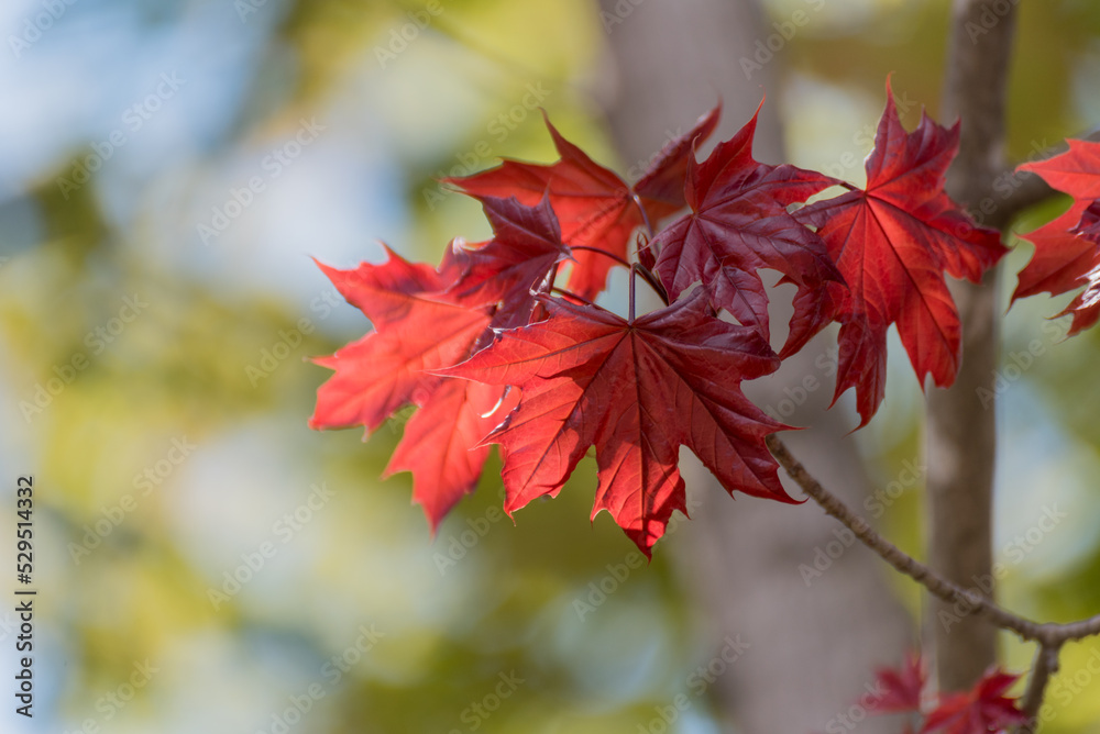 Brilliant Red Maple Leaves On A Tree Branch In Spring