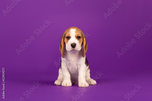 Beagle puppy studio portrait on purple background