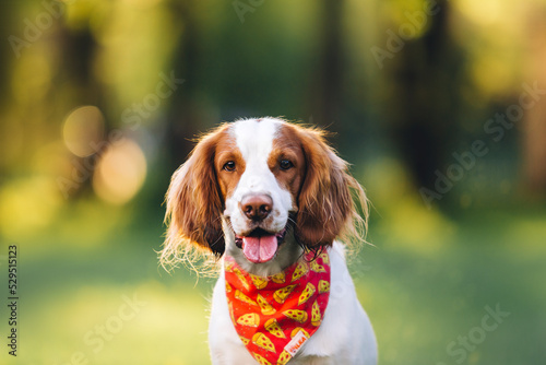 Happy portrait of cocker spaniel dog in bandana