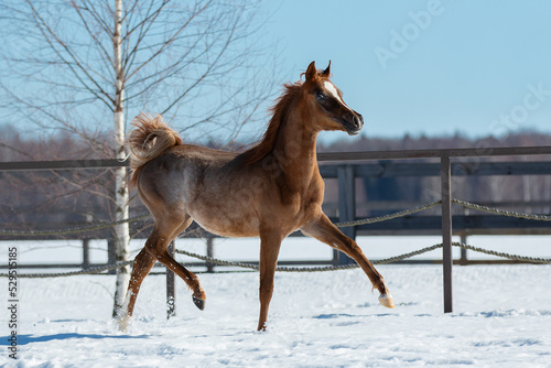Young pretty arabian horse foal on natural winter background  in motion closeup