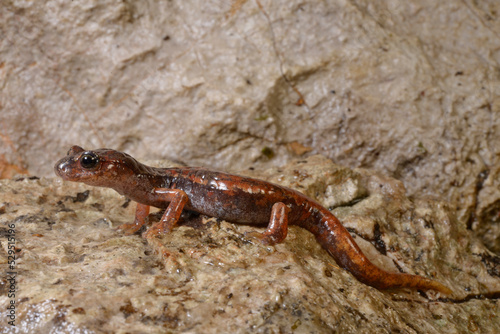 Italian cave salamander // Italienischer Höhlensalamander (Speleomantes italicus)