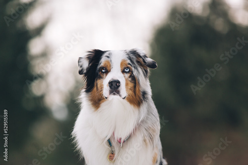 Aussie australian shepherd portrait in the winter forest