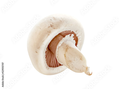 png. mushrooms on a white background. Champignon. picking mushrooms.