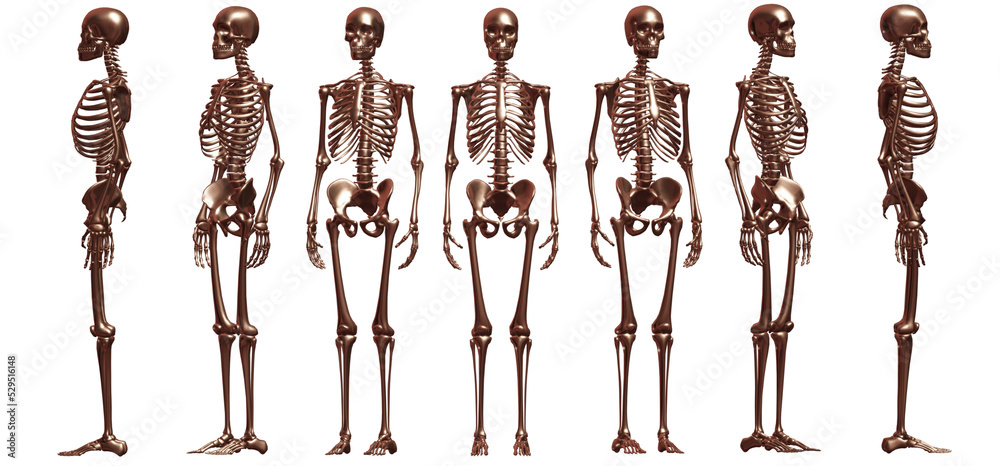human body anatomy human body anatomy