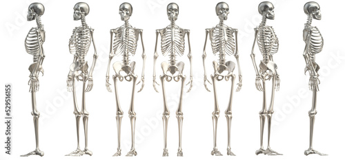3d rendered illustration of skeleton