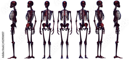 anatomy of human body
