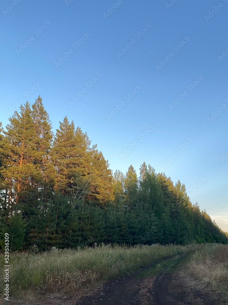 autumn in the forest