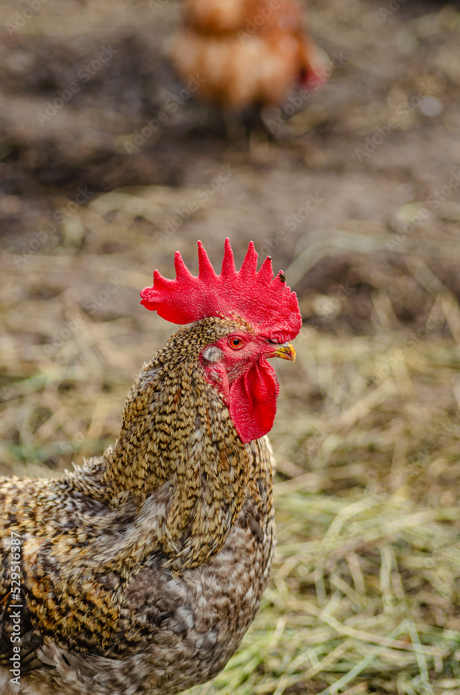Beautiful ruffled rooster close-up