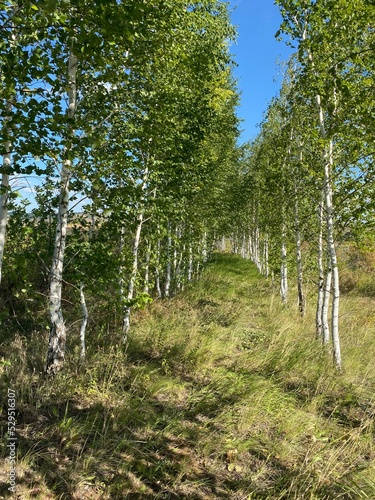 trees in the forest