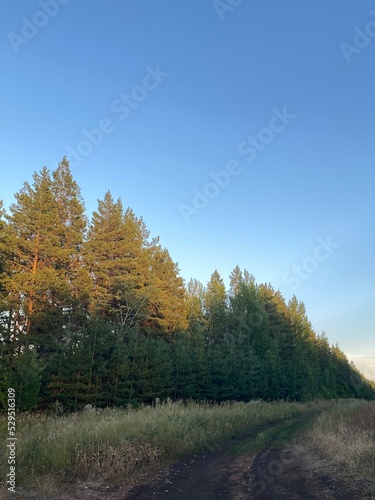 autumn in the forest
