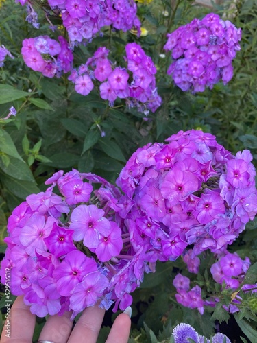 purple hydrangea flowers