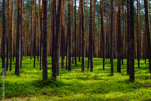 pine forest in the morning