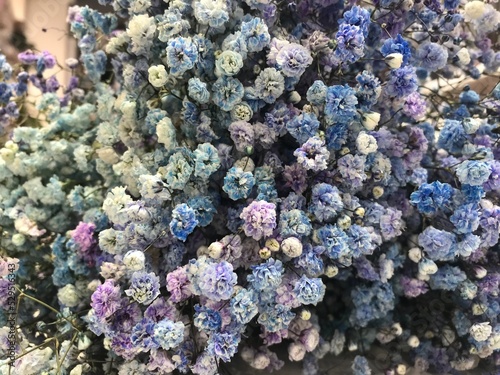background of pinions