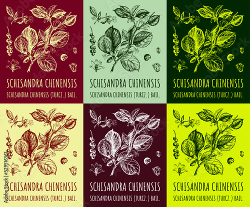 A set of images of Schizandra chinensis: a branch of Schisandra chinensis with leaves and berries in different colors. Magnolia berries. Cosmetics and medicinal plants. Vector hand drawn illustration.