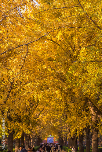 yellow leaf in autumn