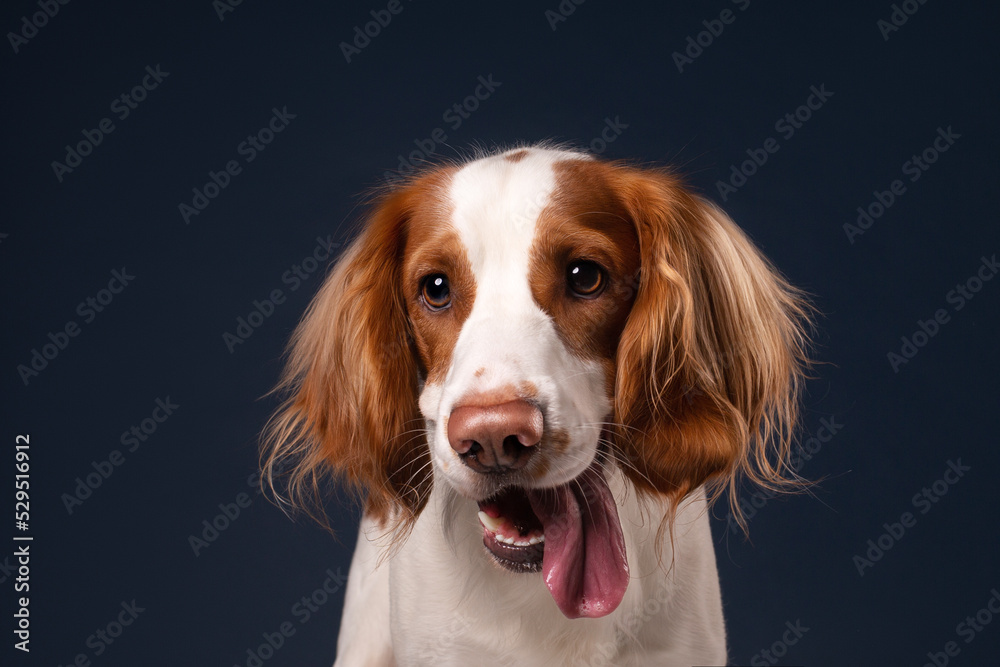 studio portrait of a dog Russian hunting spaniel on a dark blue background
