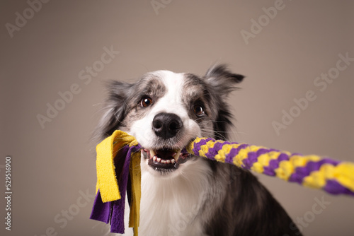 studio portrait of a dog border collie tugging a toy on a beige background