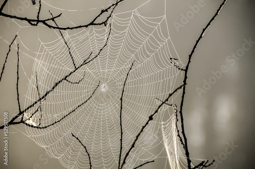 spider web with dew drops