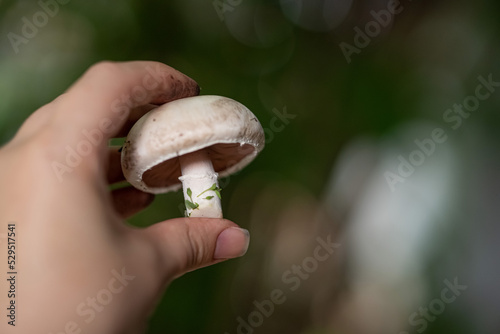 champignon. mushroom in hand. organic product