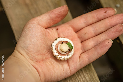 champignon. mushroom in hand. organic product