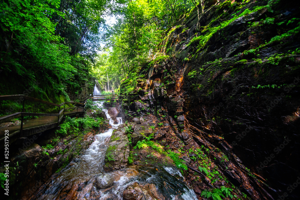 stream in the forest stream in the forest