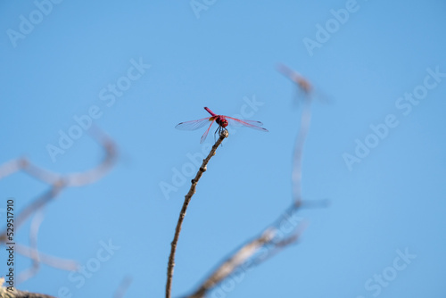The red-veined darter or nomad  Sympetrum fonscolombii  dragonfly inn looking for food.