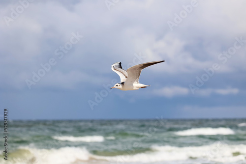 Biały Ptak mewa leci nad morzem na tle nieba.