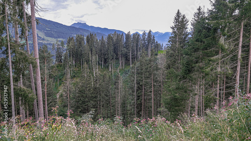 Dense foresr on the slope of Ramsau am Dachstein plateau, above Schladming in Styria, Austria photo