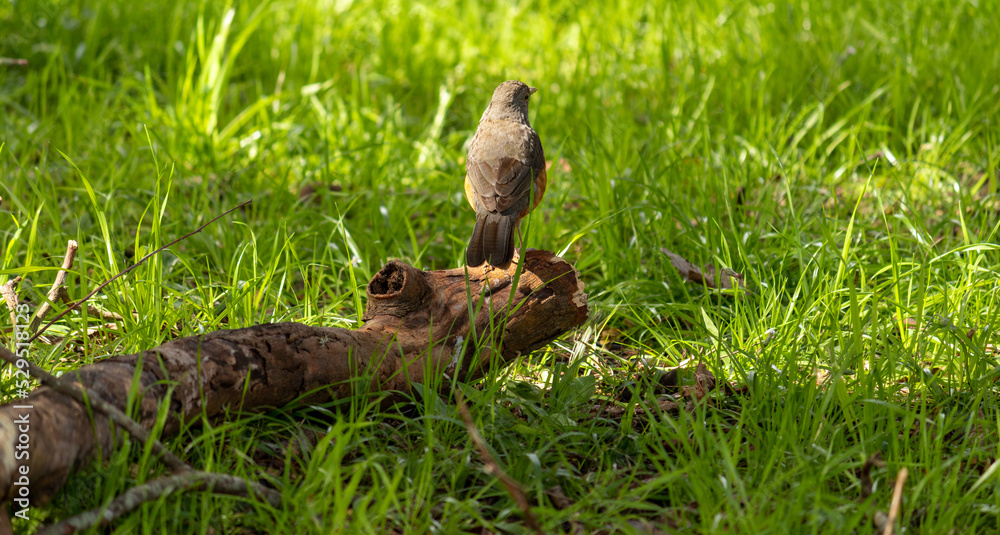 Photograph of a Rufous-bellied thrush found in Porto Alegre, Rio Grande do Sul, Brazil. Photograph of a Rufous-bellied thrush found in Porto Alegre, Rio Grande do Sul, Brazil.