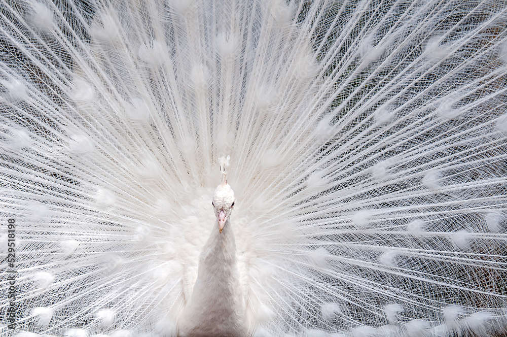 Obraz premium peacock feather background