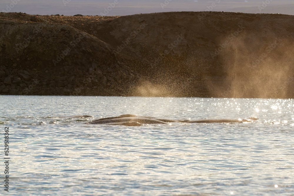 Obraz premium Pod of narwhal in Croker Bay, Nunavut, Canada