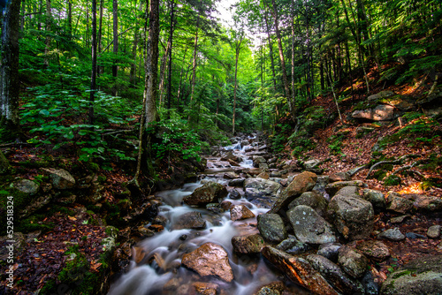 stream in the woods