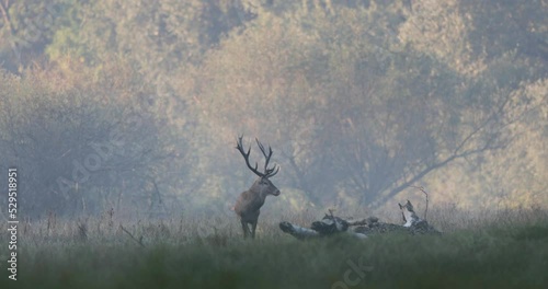 Red deer (cervus elaphus) male wild animal with big antlers standing in forest in mating season. Wildlife in natural habitat