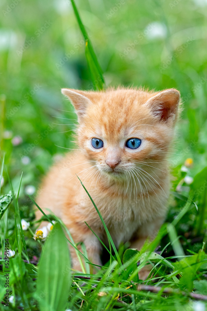 A red-haired kitten sits in the garden on green grass