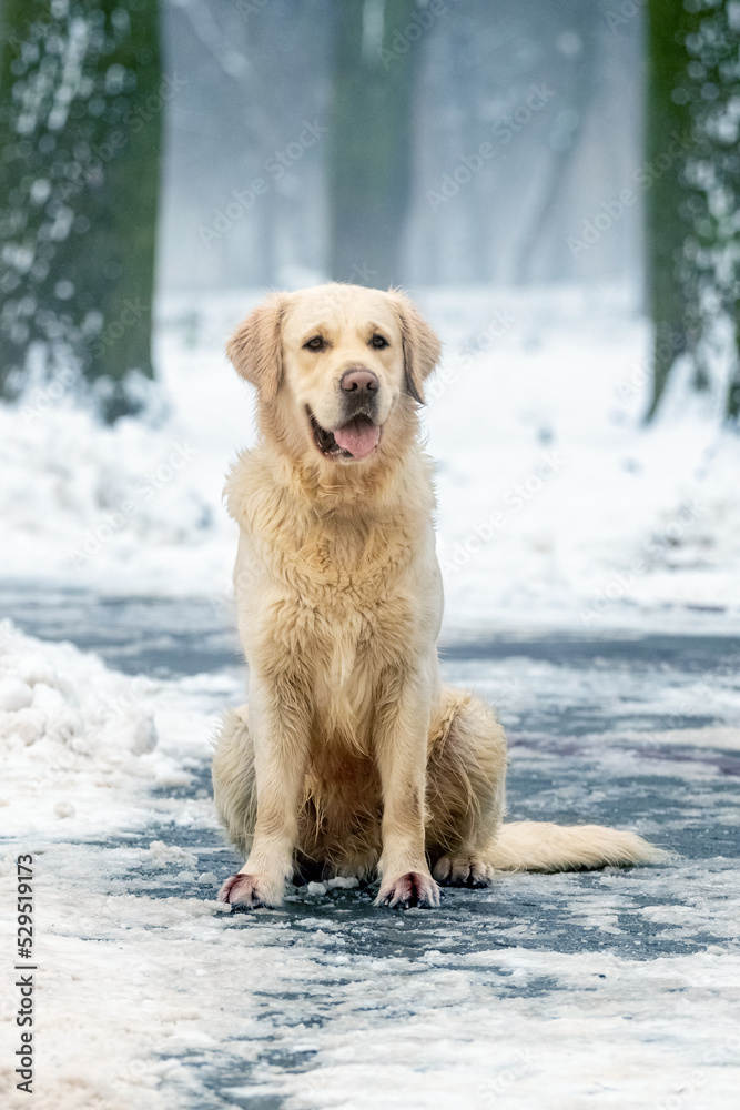 A dog of the golden retriever breed sits in the park in the snow in winter