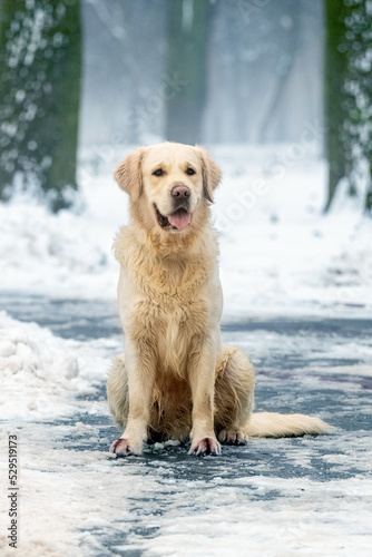 A dog of the golden retriever breed sits in the park in the snow in winter