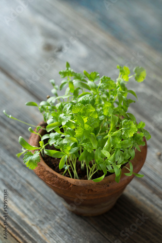 Homegrown micro greens of green cilantro ip pot, shoots sprouted from grains. top view