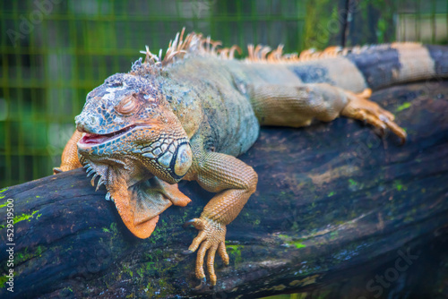 Partial view of Iguana in the bird park