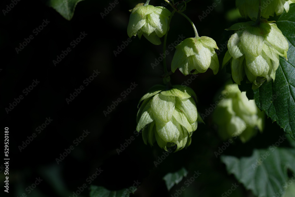 Close up of green hop flowers hanging against dark background in nature. There is space for text Close up of green hop flowers hanging against dark background in nature. There is space for text
