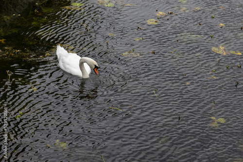 The whooper swan also known as the common swan, pronounced hooper swan, is a large northern hemisphere swan. Copenhagen,Denmark,Scandinavia,Europe