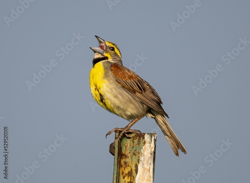 Closeup of a cirl bunting (Emberiza cirlus) standing on a metallic pole photo