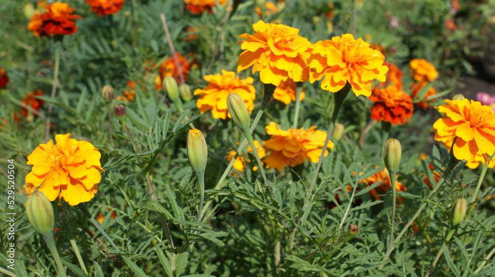 Autumn concept. Flowering of black-cut, marigolds in the autumn garden on a sunny day. Background, texture, copy space, postcard