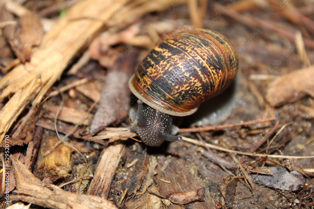 snail on a leaf