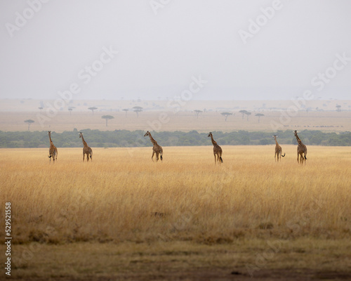 Photography Group of giraffes on the plains of Africa