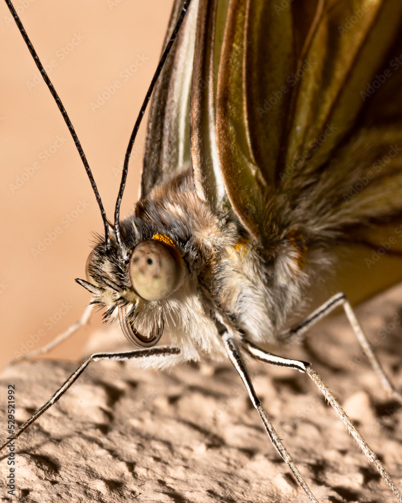 Obraz premium Borboleta recém nascida