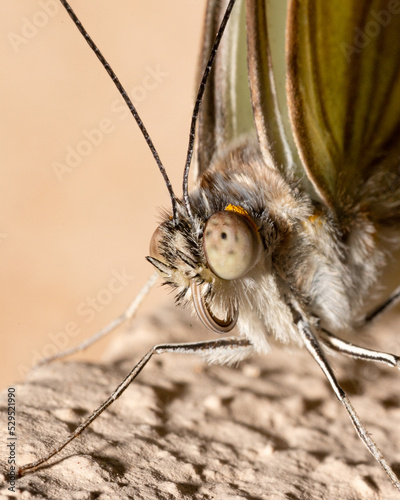 Detalhes dos olhos de uma borboleta 